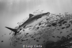 Tiger Shark in the sea of Maldives
Canon EOS-1 Ds III in... by Luigi Carta 